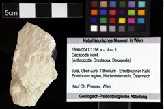 Foto (Objket + Etiketten) von Decapoda indet. 